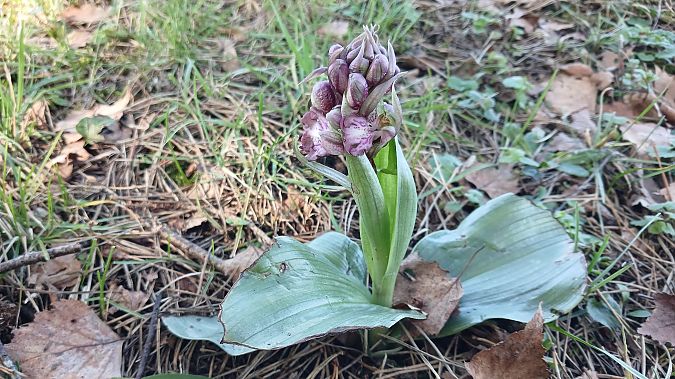 Himantoglossum robertianum  - José Miguel Martins Da Silva