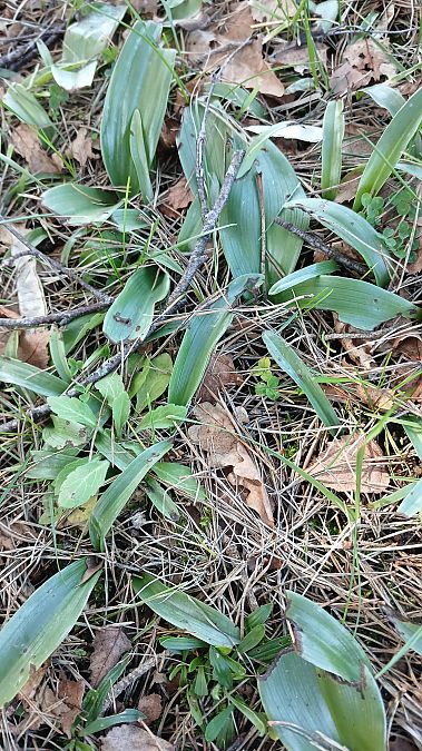 Himantoglossum robertianum  - José Miguel Martins Da Silva