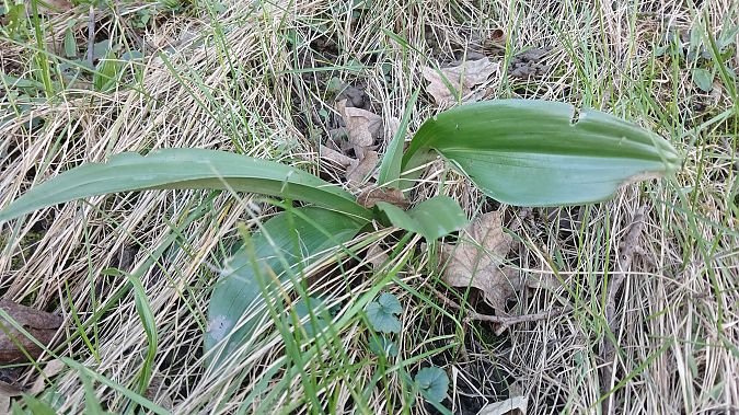 Himantoglossum hircinum  - José Miguel Martins Da Silva