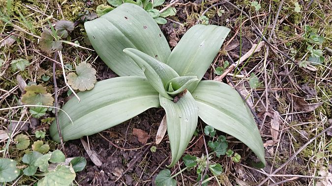 Himantoglossum hircinum  - José Miguel Martins Da Silva