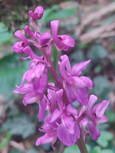 Orchis mascula subsp. ichnusae  - Katia Mailliot