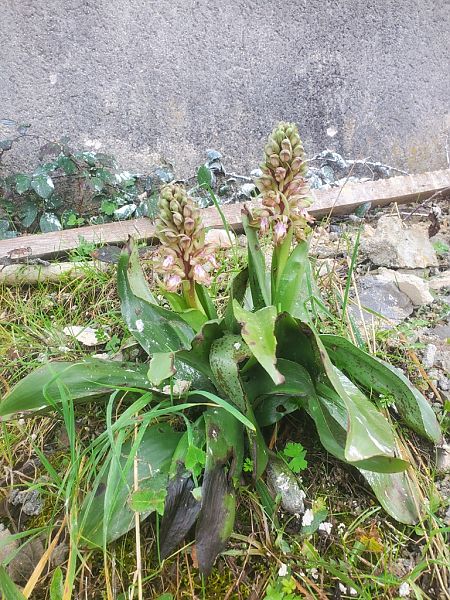 Himantoglossum robertianum  - Jean Claude Bouveron