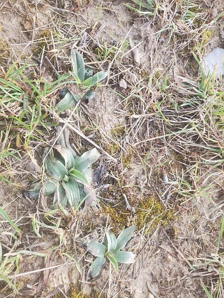 Ophrys occidentalis  - Jean Claude Bouveron