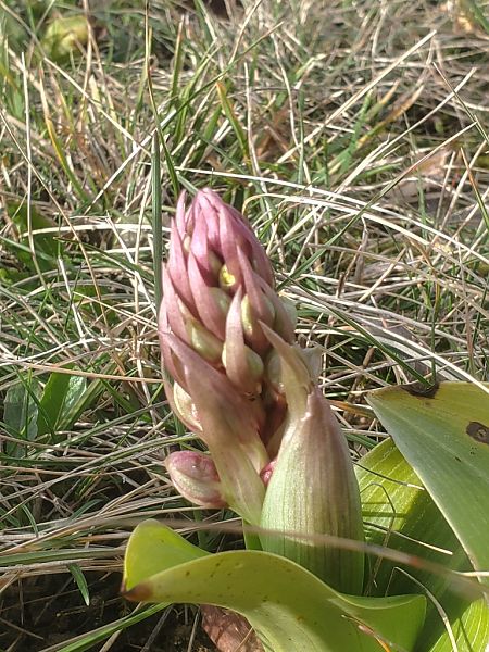 Himantoglossum robertianum  - Jean Claude Bouveron