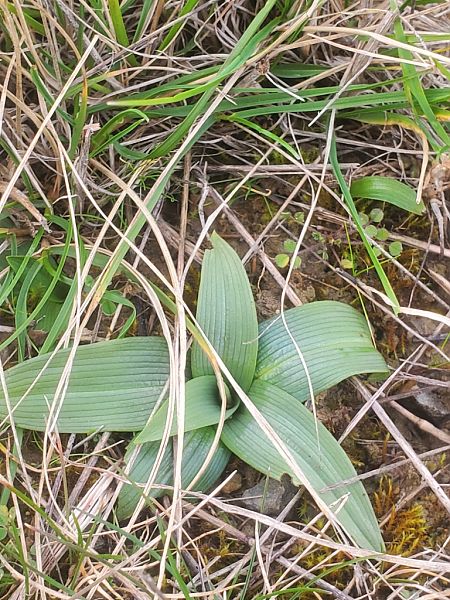 Ophrys occidentalis  - Jean Claude Bouveron