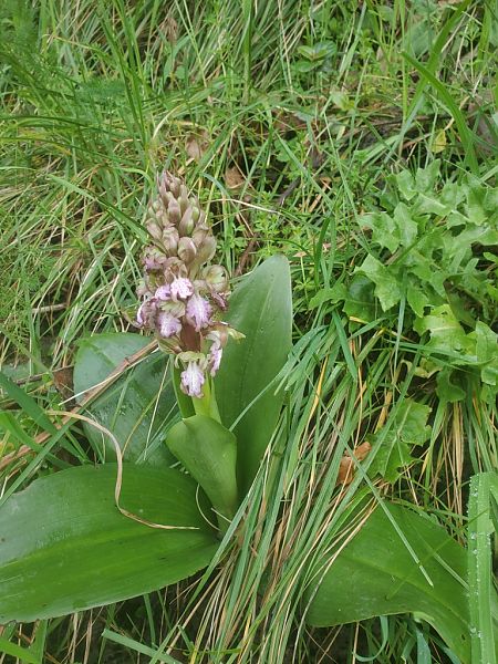Himantoglossum robertianum  - Jean Claude Bouveron
