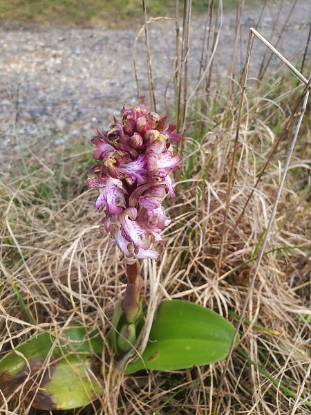 Himantoglossum robertianum  - Jean Claude Bouveron