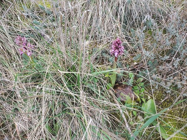 Himantoglossum robertianum  - Jean Claude Bouveron