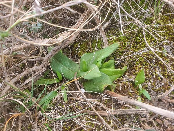 Ophrys forestieri  - Jean Claude Bouveron