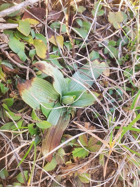 Ophrys occidentalis  - Jean Claude Bouveron