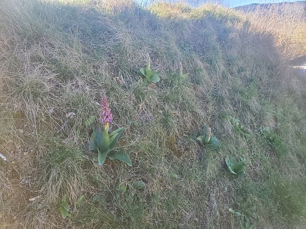 Himantoglossum robertianum  - Jean Claude Bouveron