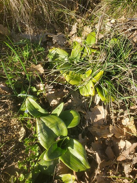 Himantoglossum hircinum  - Jean Claude Bouveron