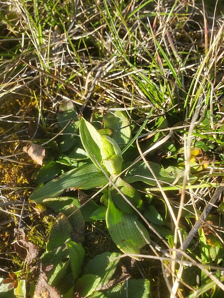 Ophrys occidentalis  - Jean Claude Bouveron