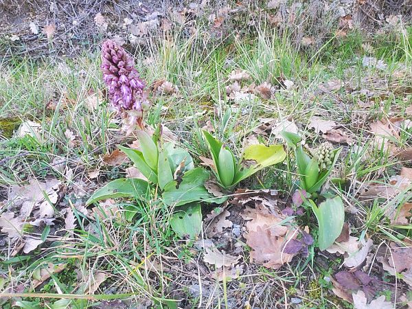 Himantoglossum robertianum  - Jean Claude Bouveron