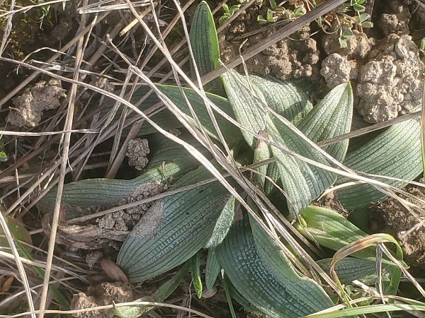 Ophrys occidentalis  - Jean Claude Bouveron