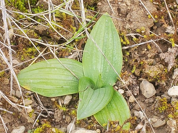Ophrys lutea  - Jean Claude Bouveron