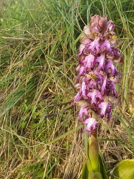 Himantoglossum robertianum  - Jean Claude Bouveron