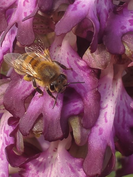 Himantoglossum robertianum  - Jean Claude Bouveron