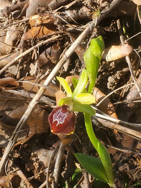 Ophrys massiliensis  - Jean Claude Bouveron