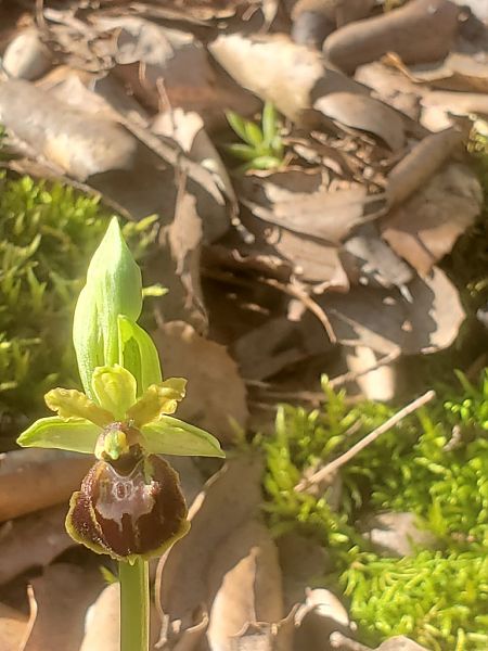 Ophrys massiliensis  - Jean Claude Bouveron