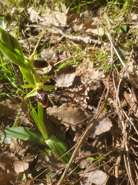 Ophrys occidentalis  - Jean Claude Bouveron