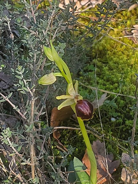 Ophrys massiliensis  - Jean Claude Bouveron