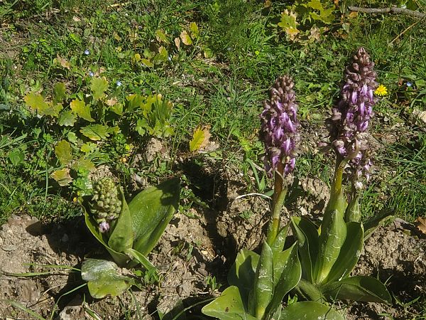 Himantoglossum robertianum  - Jean Claude Bouveron