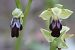 Ophrys forestieri  - Frank Dhermain