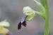 Ophrys forestieri (Ophrys de Forestier) © Frank Dhermain