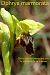 Ophrys marmorata  - Jany Husson