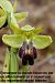 Ophrys arnoldii  - Jany Husson