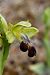 Ophrys arnoldii © Jany Husson