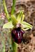 Ophrys ligustica (Ophrys de Ligurie) © Jany Husson