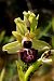 Ophrys ligustica  - Jany Husson