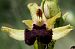 Ophrys ligustica  - Jany Husson