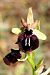 Ophrys ligustica  - Jany Husson