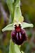 Ophrys sphegodes subsp. massiliensis  - Jany Husson