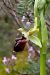 Ophrys sphegodes subsp. massiliensis  - Jany Husson