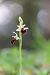 Ophrys panormitana var. praecox  - Mathis Buriasco