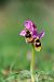 Ophrys tenthredinifera subsp. aprilia  - Mathis Buriasco