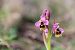 Ophrys tenthredinifera subsp. aprilia  - Mathis Buriasco