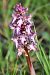 Himantoglossum robertianum (Orchis géant) © Jacques Hallot