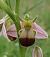 Ophrys apifera f. bicolor (Ophrys abeille bicolore) © Charles Paillet