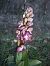Himantoglossum robertianum  - Vincent Marconnet