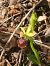 Ophrys massiliensis (Ophrys de Marseille) © Jean Claude Bouveron