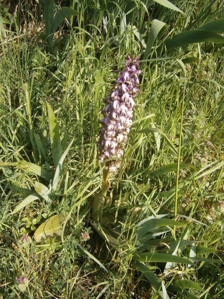Himantoglossum robertianum 