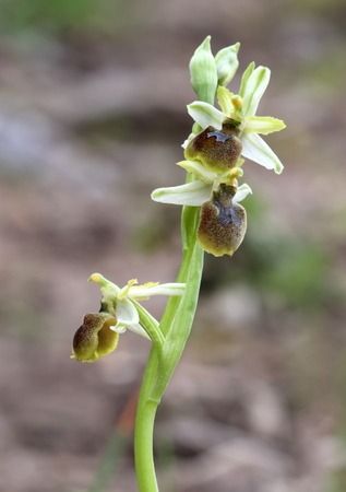 Ophrys arachnitiformis  - Albert Galzin