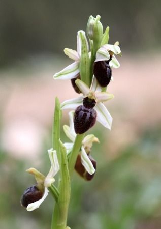 Ophrys arachnitiformis  - Albert Galzin