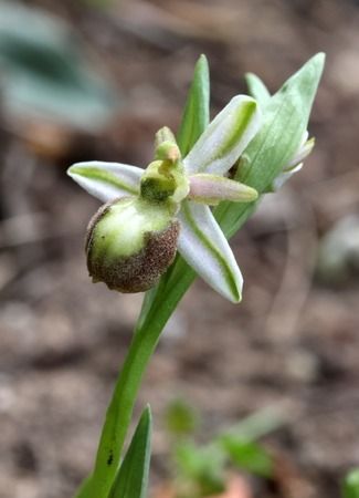 Ophrys arachnitiformis  - Albert Galzin