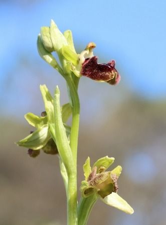 Ophrys incubacea  - Albert Galzin